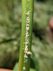 Rhyssomatus lineaticollis