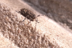 Mesosa nebulosa