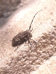Mesosa nebulosa