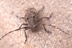 Mesosa nebulosa