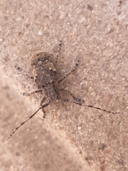 Mesosa nebulosa