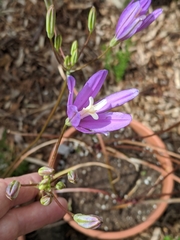 Brodiaea sierrae