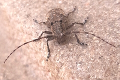 Mesosa nebulosa