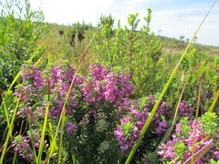 Indigofera sulcata