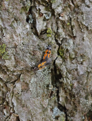 Chrysoclista linneella