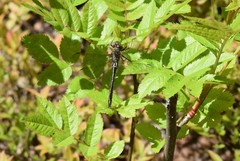 Cordulia shurtleffii