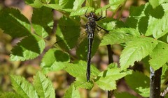 Cordulia shurtleffii