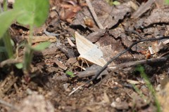 Petrophora subaequaria