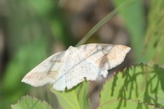 Petrophora subaequaria