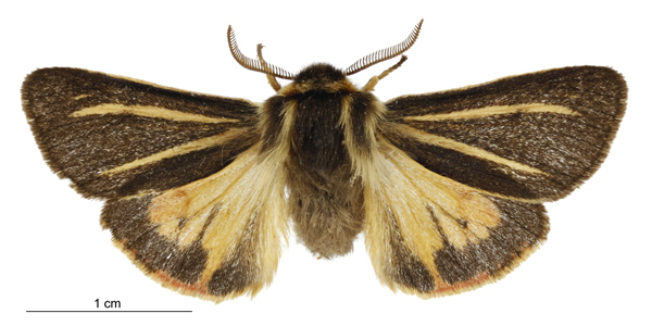 Southern Tiger Moth