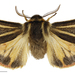 Southern Tiger Moth - Photo (c) Landcare Research New Zealand Ltd., some rights reserved (CC BY)