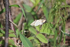 Petrophora subaequaria
