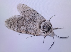 Prionoxystus macmurtrei