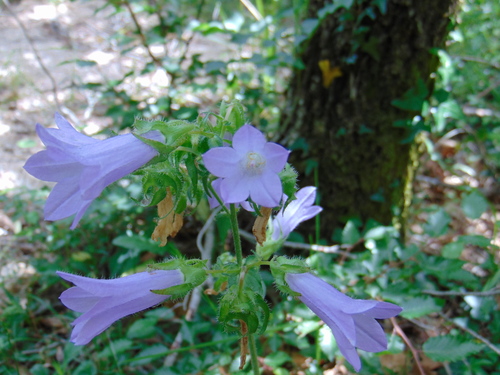 zvonček sibírsky (Campanula sibirica)