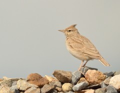 Galerida cristata
