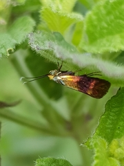 Nemophora fasciella