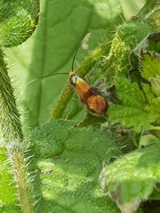 Nemophora fasciella