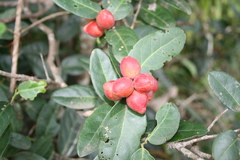 Allocassine laurifolia