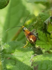 Nemophora fasciella