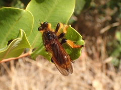 Pogonosoma maroccanum