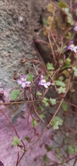 Cymbalaria muralis