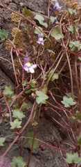 Cymbalaria muralis