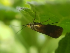 Nemophora fasciella