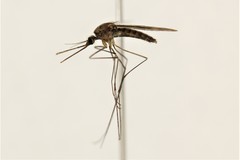 Anopheles freeborni