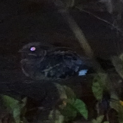 Hydropsalis cayennensis