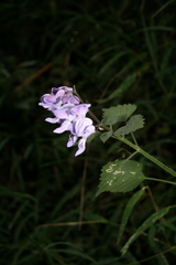 Plectranthus saccatus