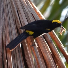 Icterus cayanensis