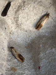 Eucosma umbrastriana