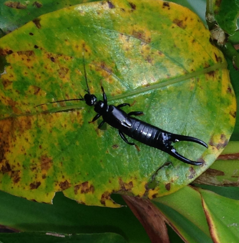 Black Earwigs
