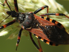 Rhynocoris cuspidatus