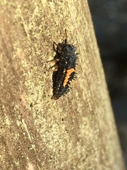 Harmonia axyridis