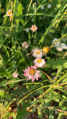 Bellis perennis