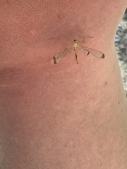 Hylobittacus apicalis