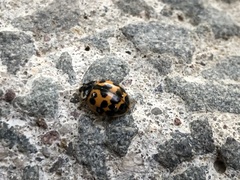Harmonia axyridis
