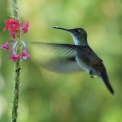 White-Chested Emerald photo 5