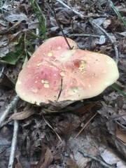 Baorangia