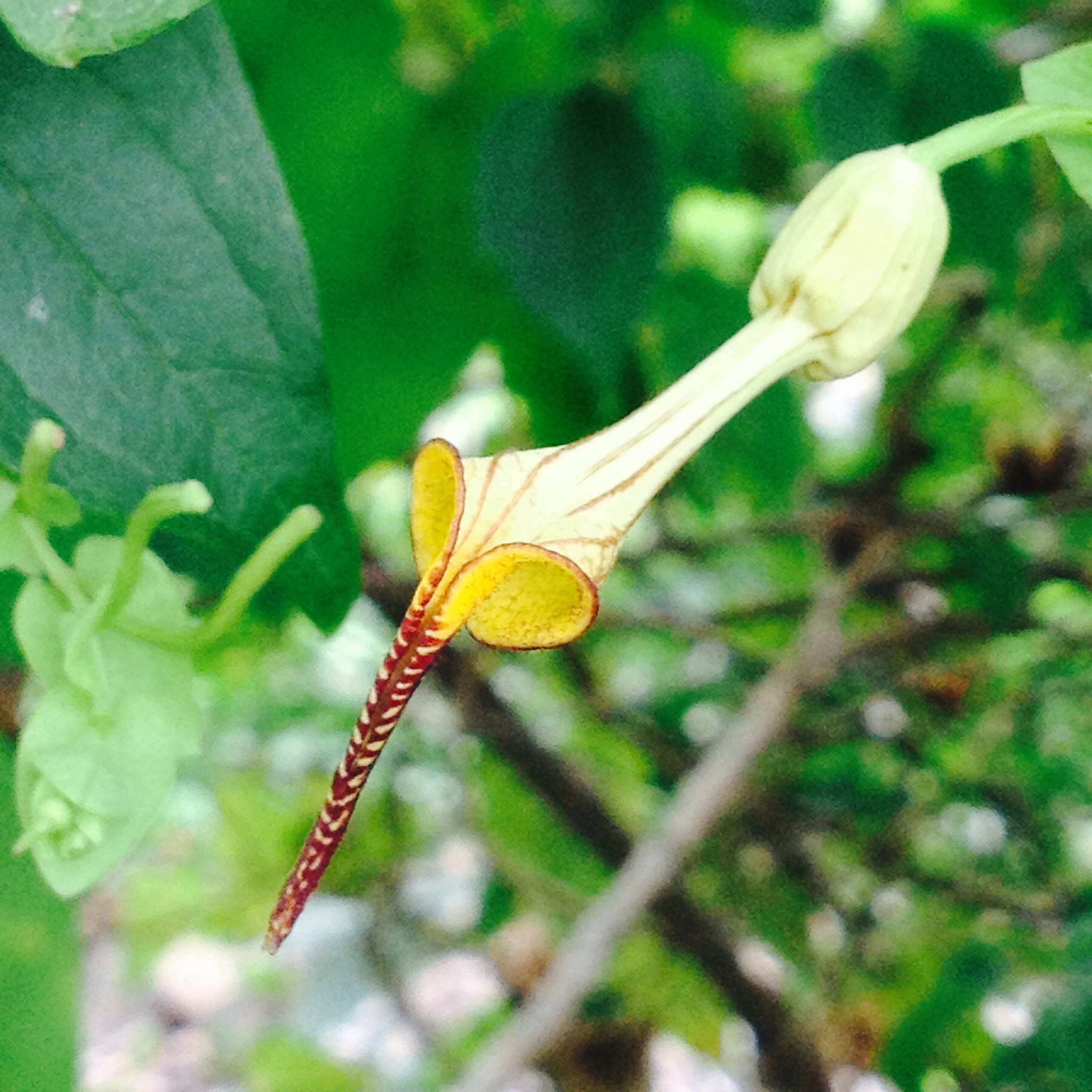 Aristolochia anguicida