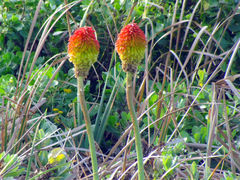 Kniphofia rooperi