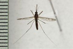 Anopheles freeborni
