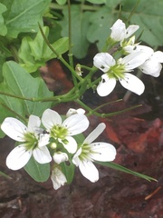 Cardamine amara