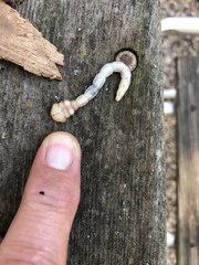 Polycesta