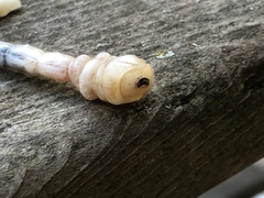 Polycesta