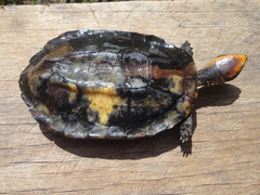 Platemys platycephala