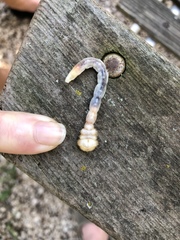 Polycesta