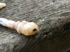 Polycesta