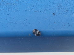 Anthrenus pimpinellae